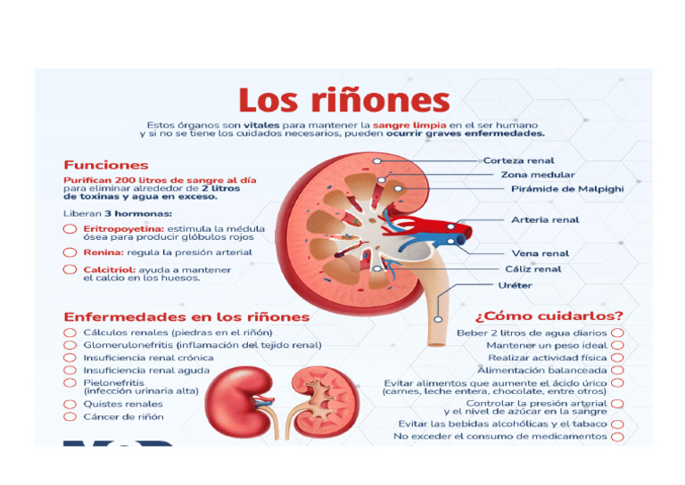 Cartel Riñon | PDF