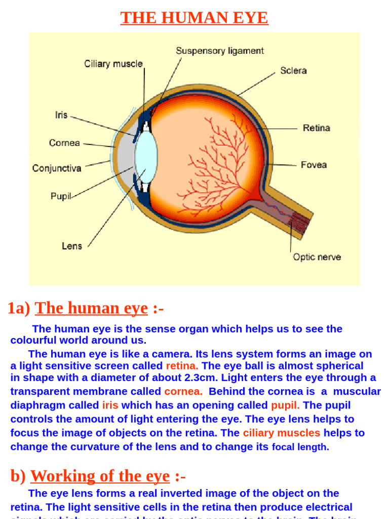 Human Eye Anatomy and Vision Defects | PDF | Eye | Sunset
