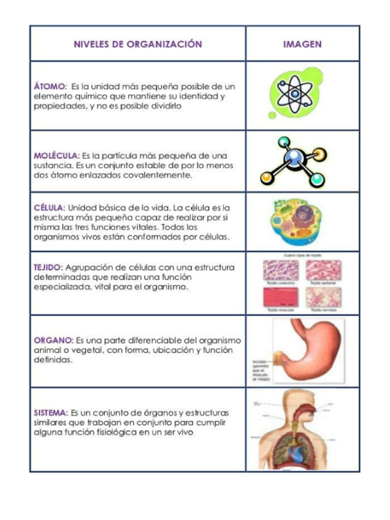 Niveles de Organización en Los Elementos Biológicos | PDF