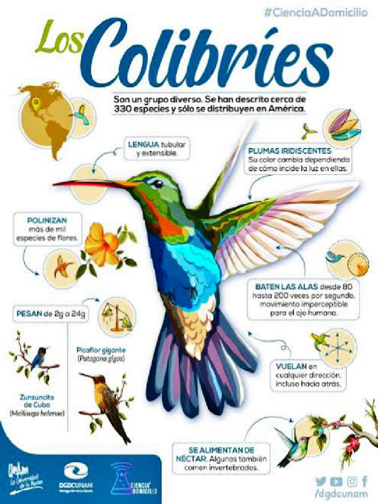 Colibri | PDF