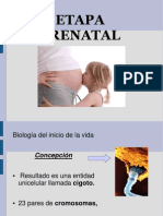 Etapa Prenatal