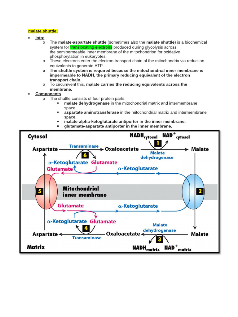 Malate-Aspartate and Glycerol Shuttles | PDF | Mitochondrion | Metabolism