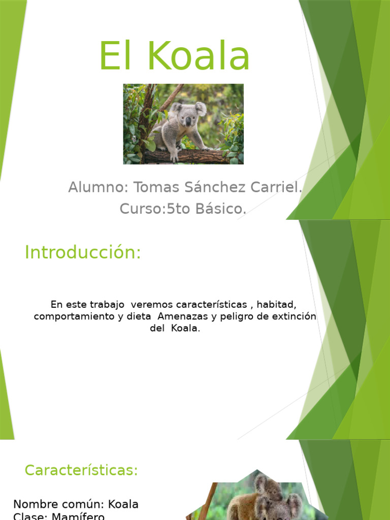 Koala | PDF