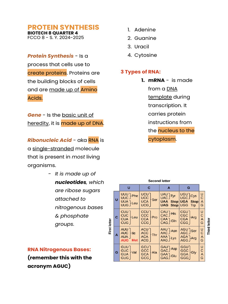 Understanding Protein Synthesis Process | PDF | Rna | Translation (Biology)