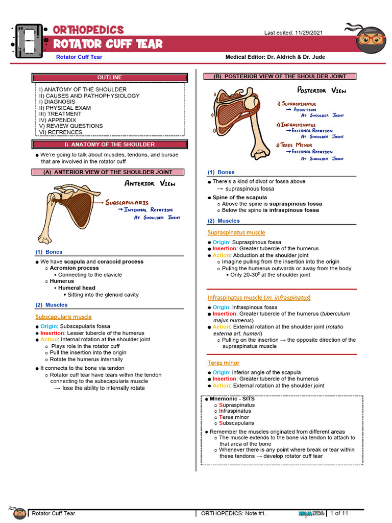 Understanding Rotator Cuff Tears | PDF | Shoulder | Musculoskeletal System