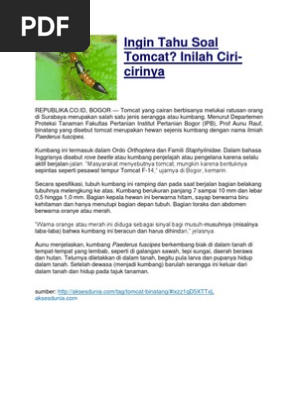 Ingin Tahu Soal Tomcat