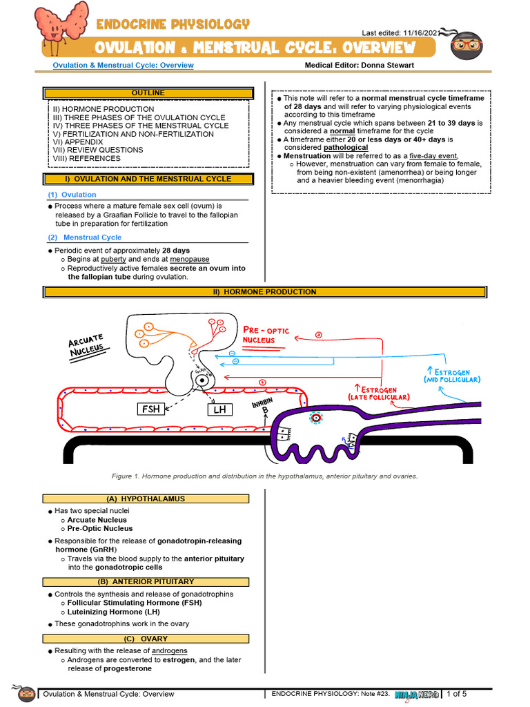 Ovulation and Menstrual Cycle Explained | PDF | Menstrual Cycle ...