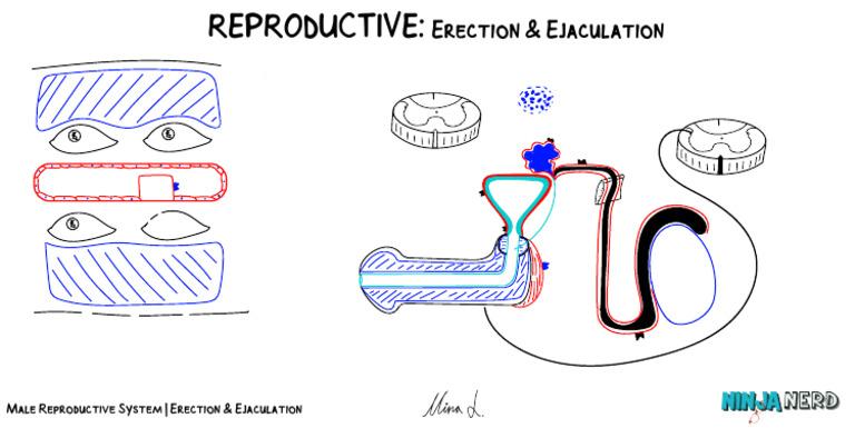 Male Reproductive System Erection & Ejaculation Atf | PDF
