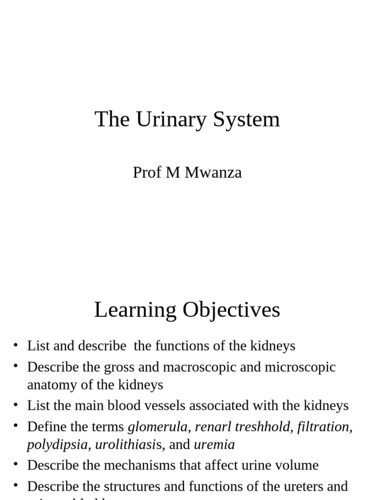 Urinary System 2015 - Autosaved | PDF | Kidney | Organ (Anatomy)
