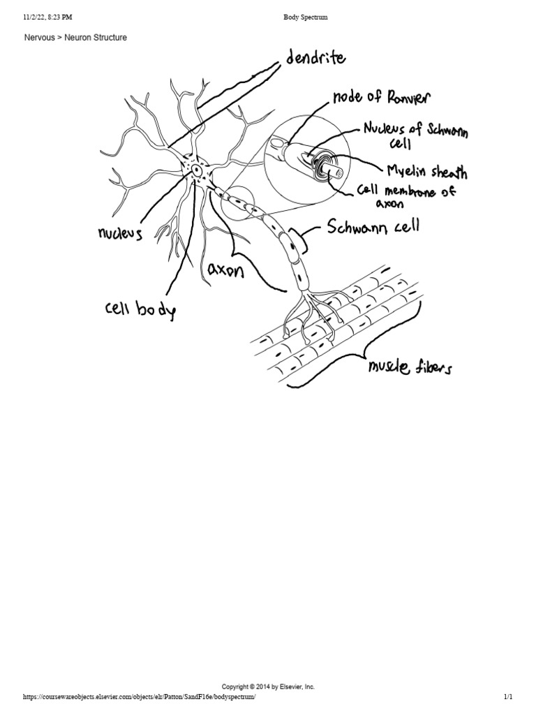 Neuron Structure Overview | PDF