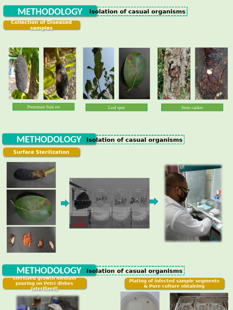 Methodology: Isolation of Casual Organisms | PDF | Polymerase Chain ...