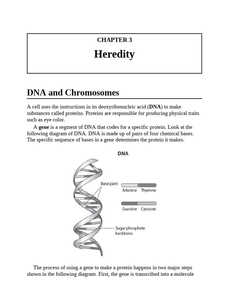 Understanding DNA, Chromosomes, and Traits | PDF | Dominance (Genetics ...