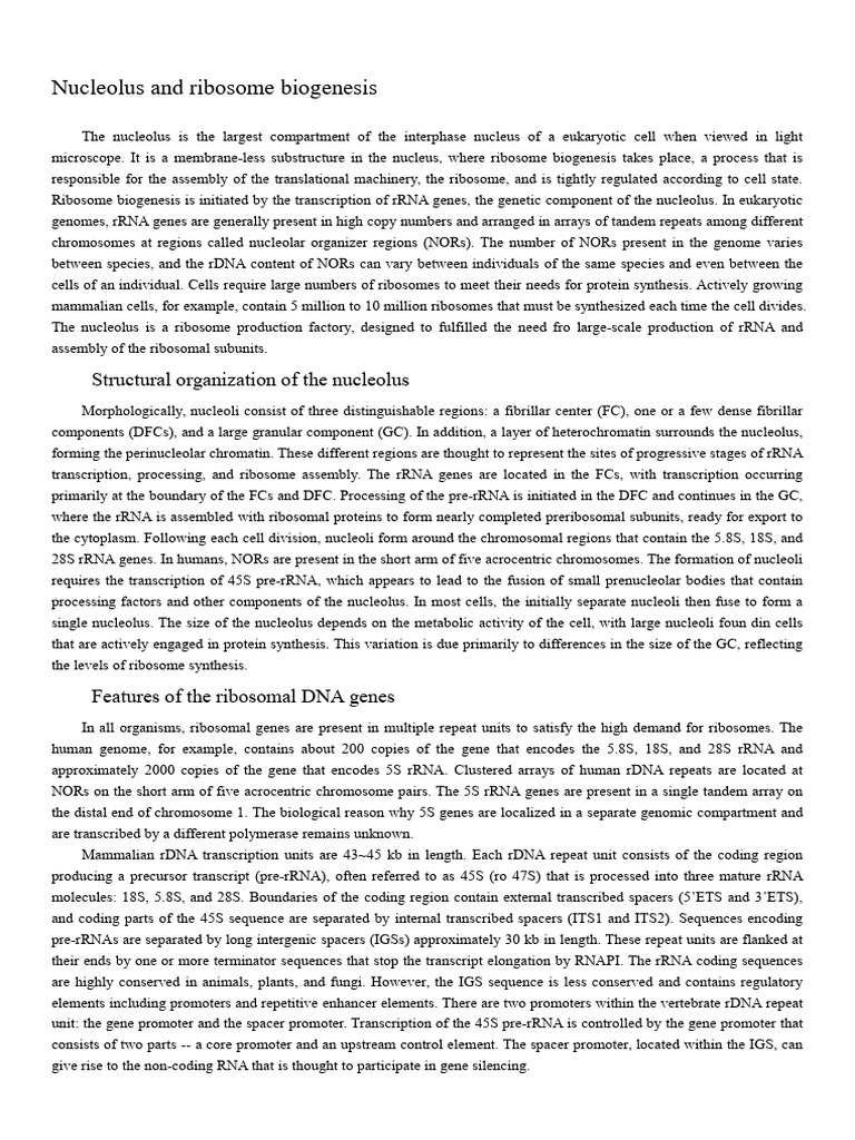 Nucleolus: Hub of Ribosome Biogenesis | PDF | Ribosomal Rna | Ribosomal Dna