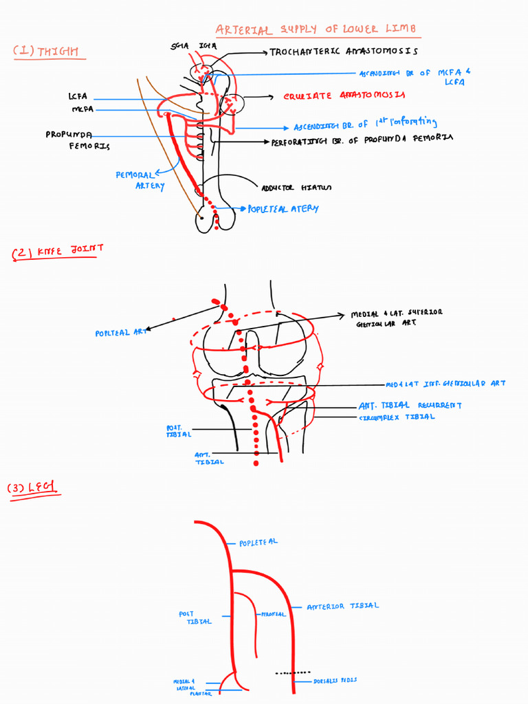 Lower Limb Blood Supply - 230408 - 135553 | PDF