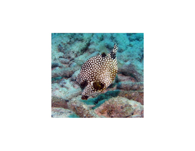 Trunkfish | PDF