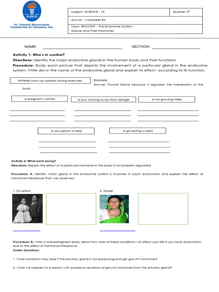 Lesson+2+ +WS#2+ +checked | PDF | Endocrine System | Hormone