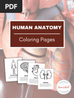 Life-Size Printable Human Body Organs | PDF | Self-Improvement