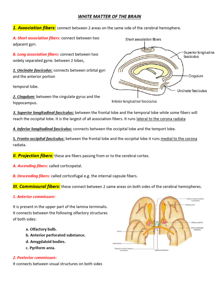 White Matter of the Cerebellum Explained | PDF | Cerebellum | Corpus ...