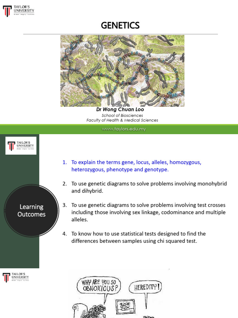 6 Genetics Pdf Pdf Dominance Genetics Zygosity