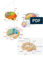 Partes Del Cerebro