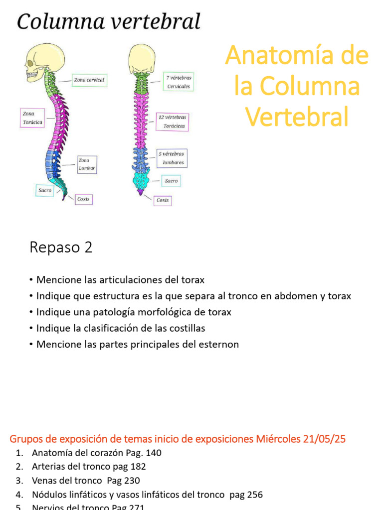 Anatomía de La Columna Vertebral | PDF | Vértebra | La columna vertebral
