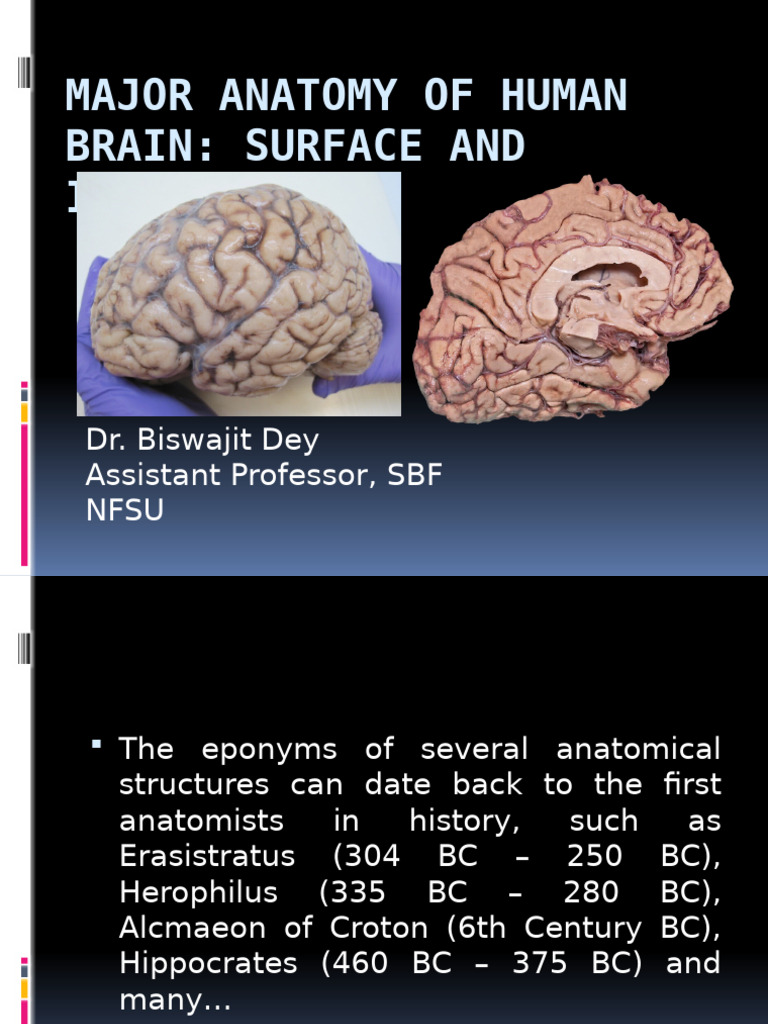 Human Brain Anatomy Overview | PDF | Cerebrospinal Fluid | Frontal Lobe