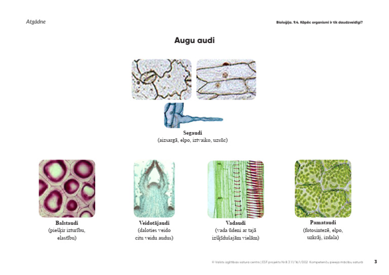 5 Augu Audi | PDF