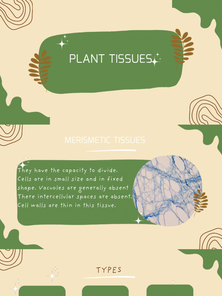 Types of Plant Meristematic Tissues | PDF