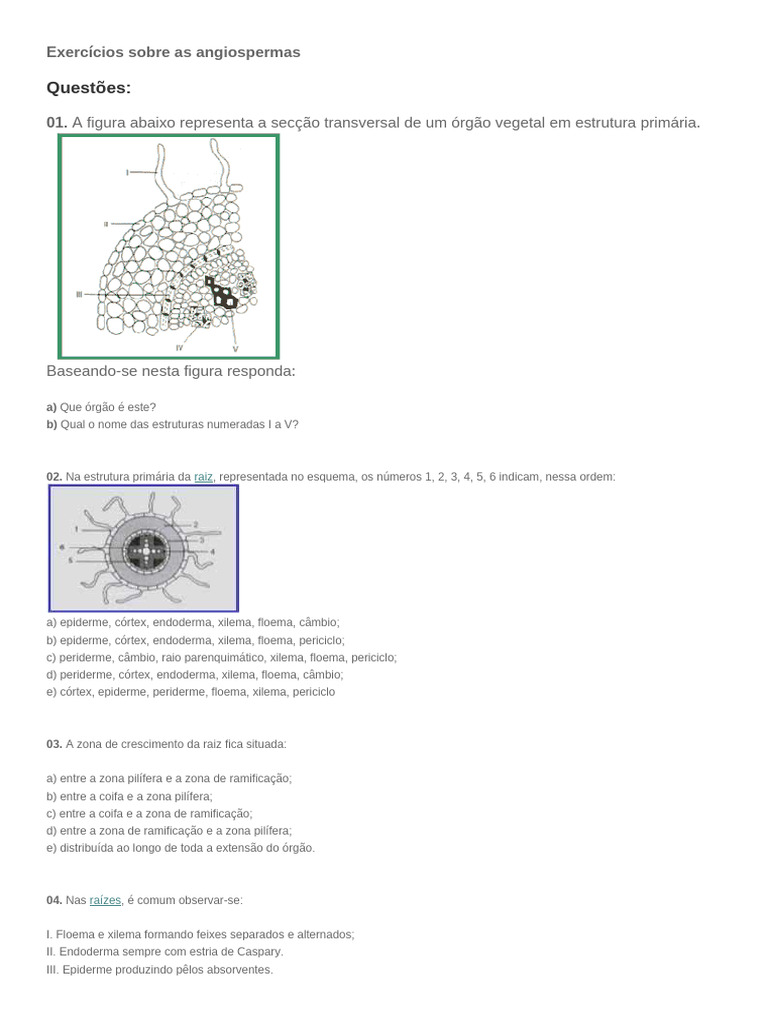 Exercícios Sobre As Angiospermas | PDF | Raiz | Biologia