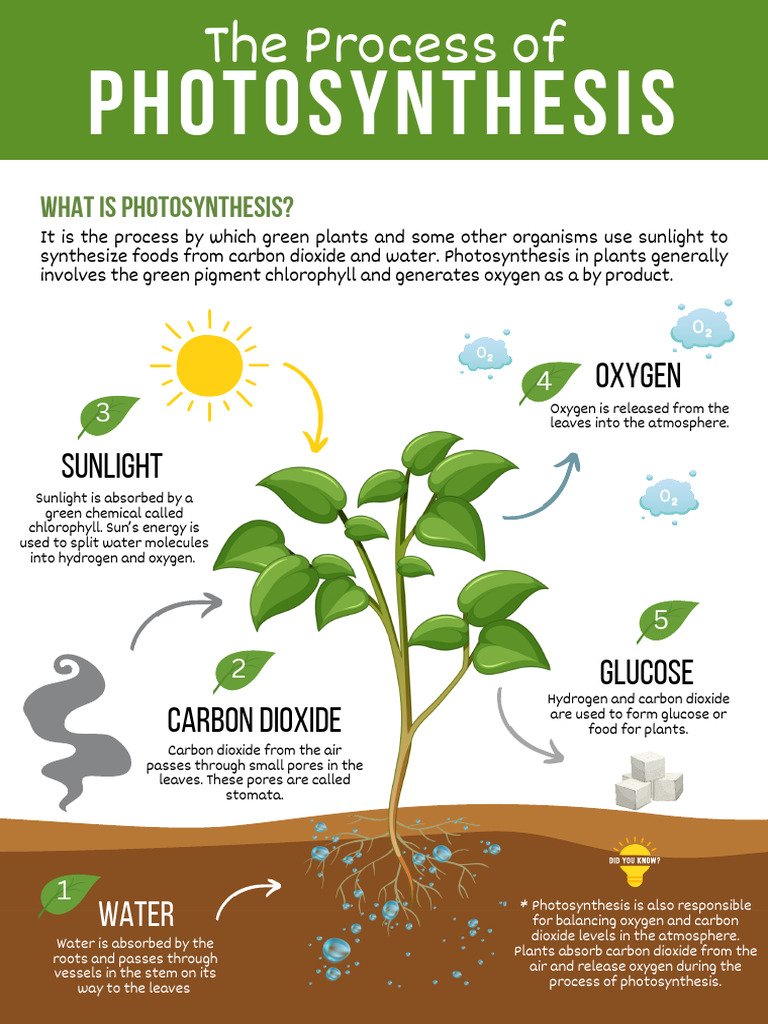 Understanding Photosynthesis Process | PDF