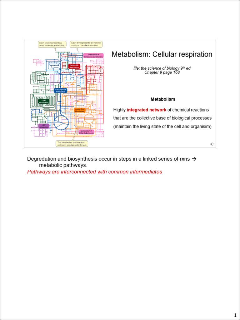 Cellular Respiration Overview | PDF | Adenosine Triphosphate | Redox