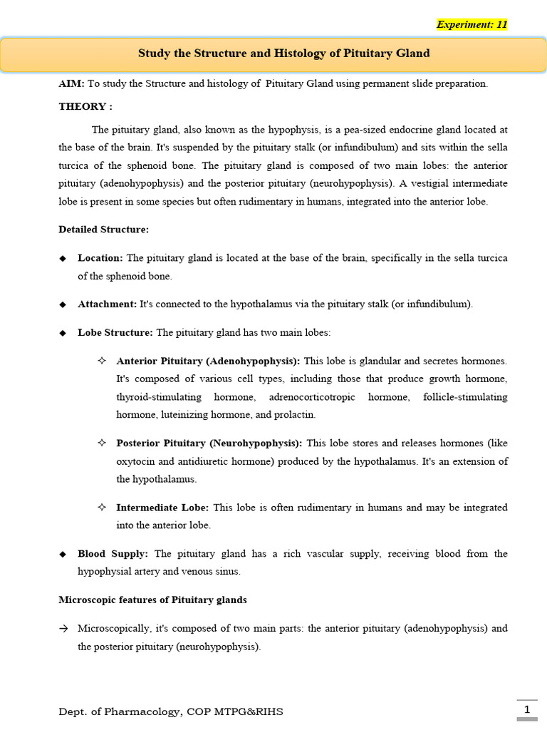 Histology of the Pituitary Gland Slide | PDF | Pituitary Gland ...