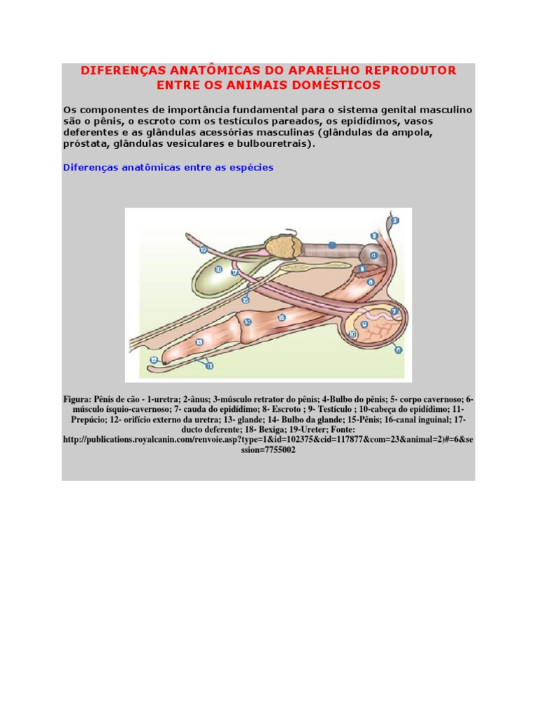 Diferenças Anatômicas Do Aparelho Reprodutor Entre Os Animais Domésticos |  PDF | Testículo | Pênis, image size:768x1024
