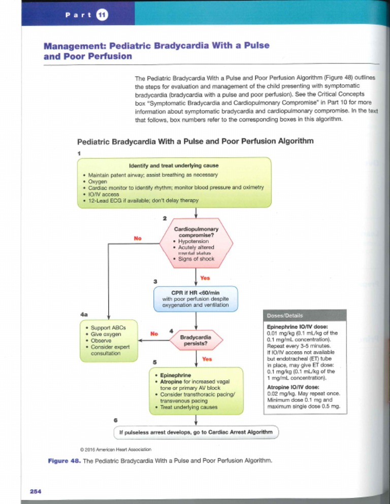 Peds Brady | PDF