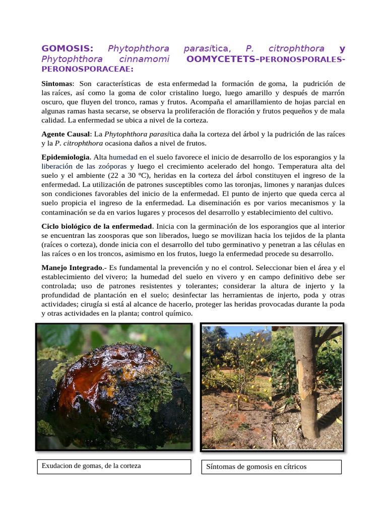 Gomosis en cítricos: síntomas y manejo | PDF