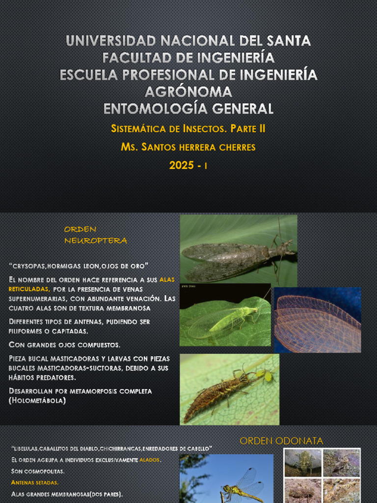 Sistematica de Insectos II A | PDF