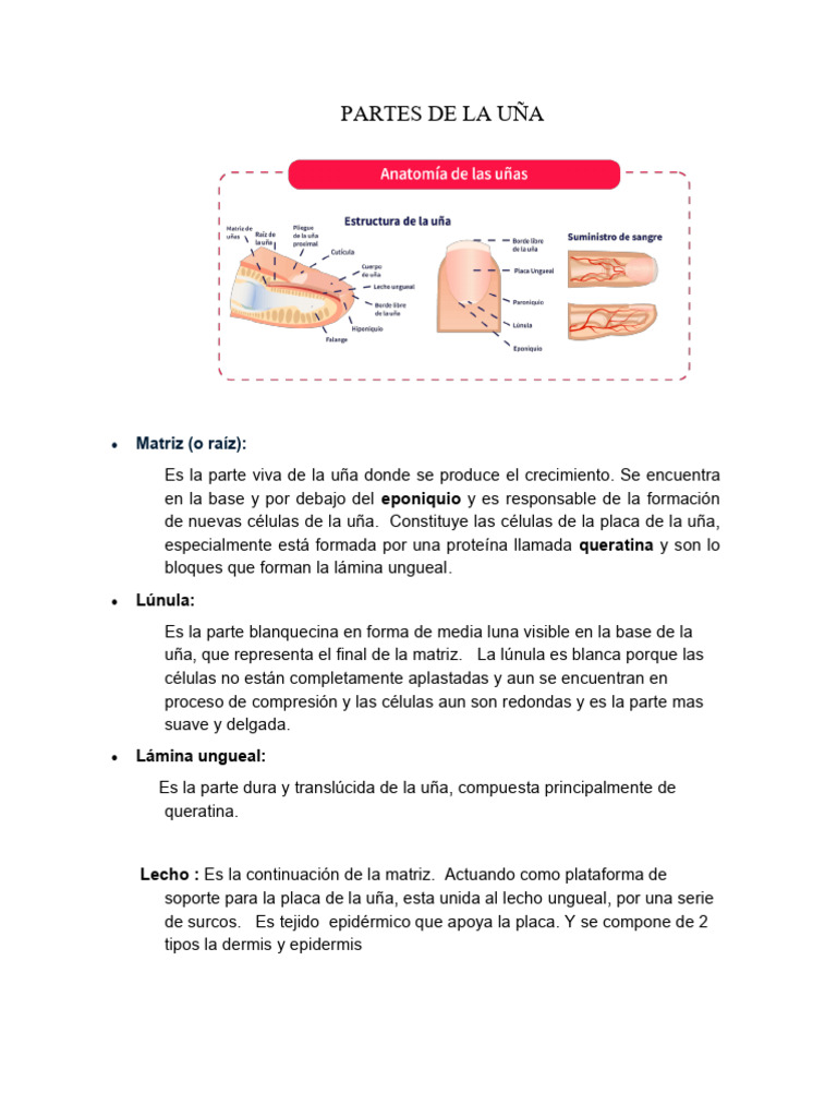Partes de La Uña | PDF | Clavo (anatomía) | Piel