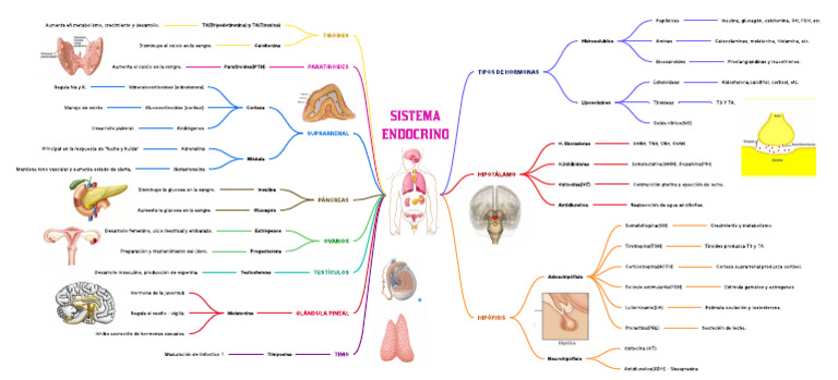 MAPA MENTAL DE SISTEMA ENDOCRINO - 1