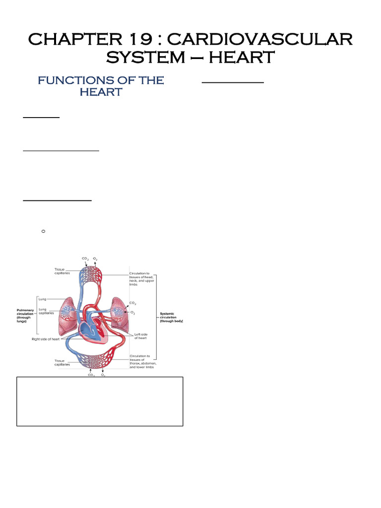 Chapter 20 Cardiovasuclar System Heart | PDF | Heart Valve | Coronary ...