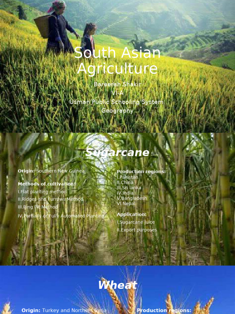 South Asian Agriculture | PDF | Agriculture | Rice
