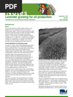 Download Growing Lavender for Oil by Asim Serifovic SN88530895 doc pdf