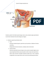 Anatomi Fisiologi Reproduksi Pria Maternitas