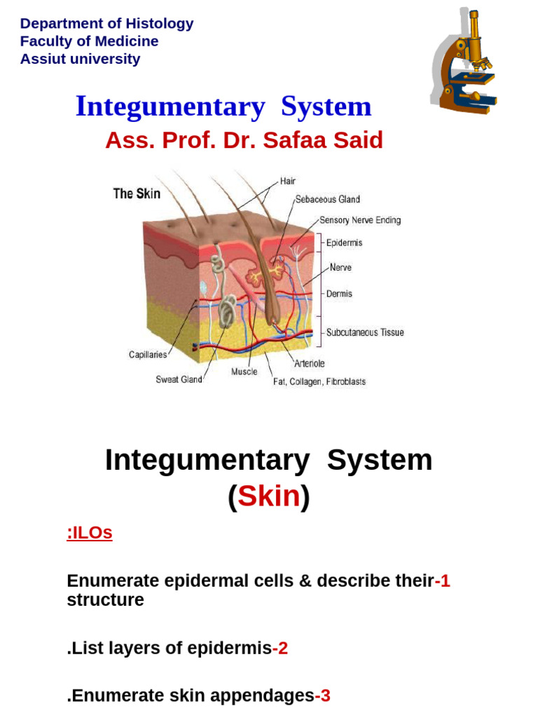 Skin Lect. Pharmacy | PDF | Skin | Integumentary System