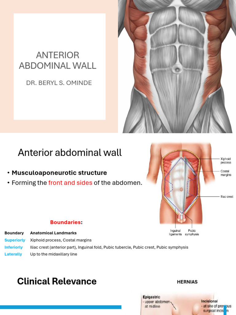 Anatomy of the Anterior Abdominal Wall | PDF | Abdomen ...