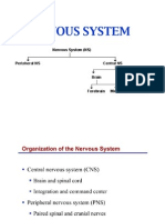 Nervous System - Final