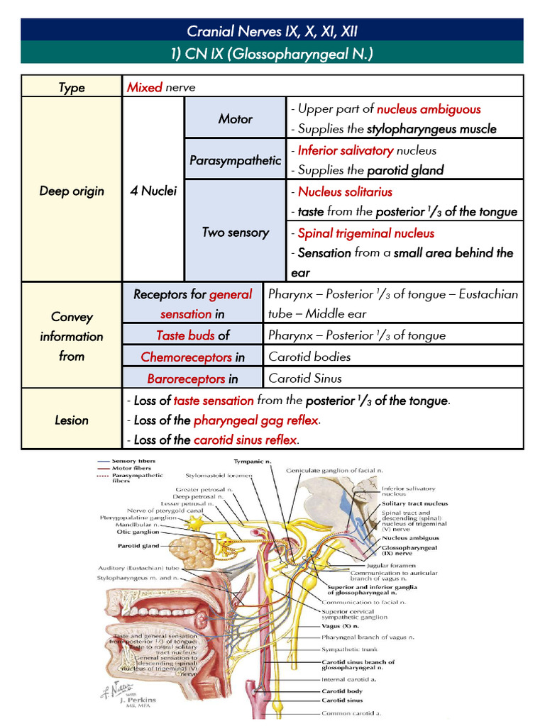 Overview of Cranial Nerves IX-XII | PDF | Primate Anatomy | Nervous System