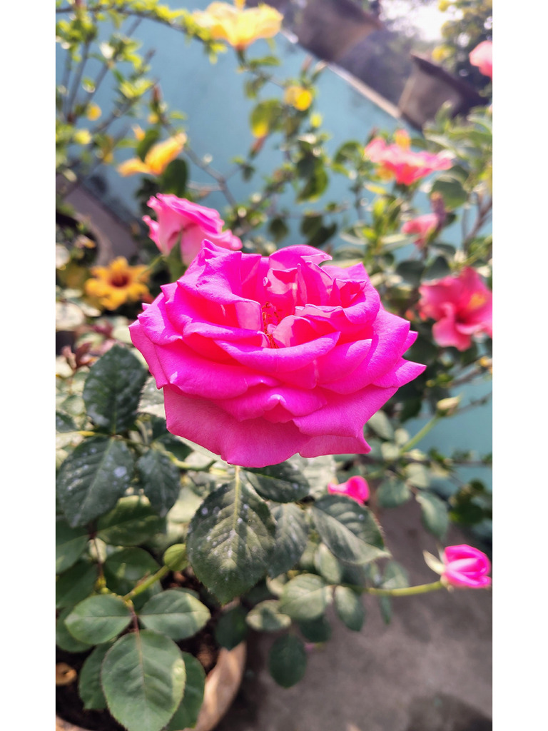 Pink Rose | PDF