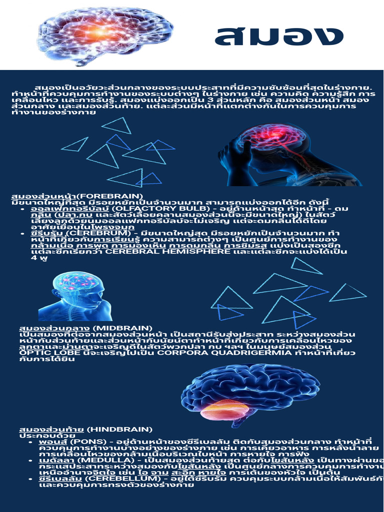 Blue Illustrated Professional Path Design Process Timeline Infographic ...