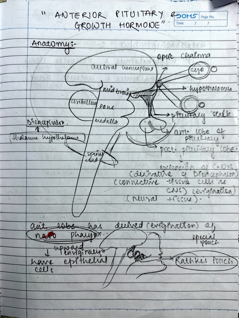 Anterior Pituitary Gland | PDF