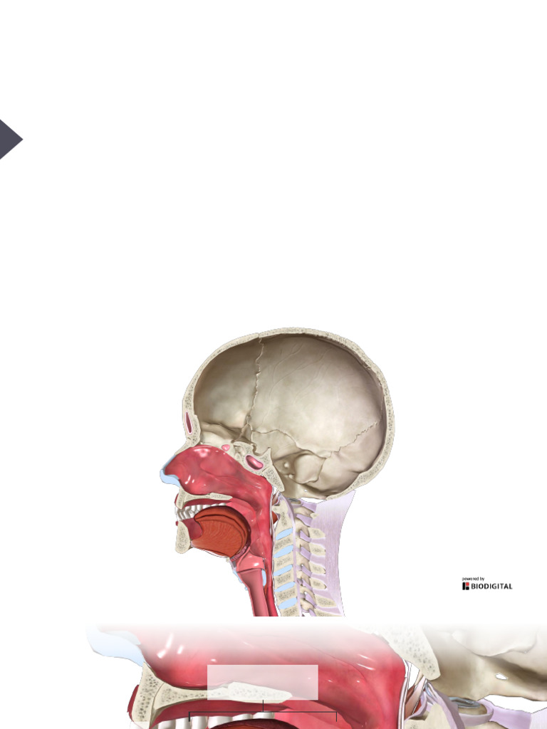 Anatomy of the Human Tongue | PDF | Tongue | Human Anatomy